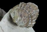 Enrolled Paciphacops & Kainops Trilobites - Oklahoma #95921-5